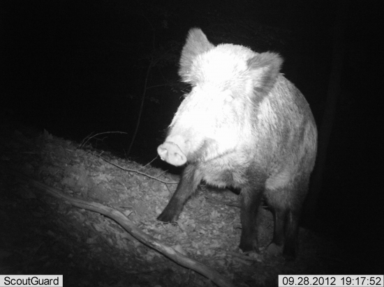 zábery našej zveri