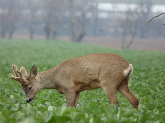Nepravidelný osmorák