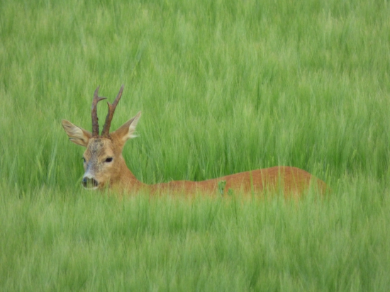 Srnec v jačmeni - skúste odhadnúť vek