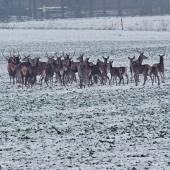 25.12. 2012