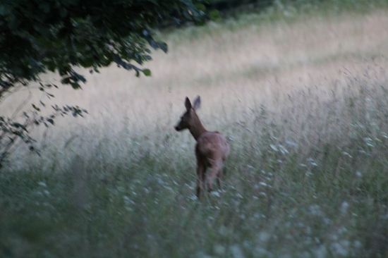 Nečakané stretnutie