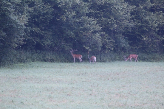 Prekrásne ráno   1