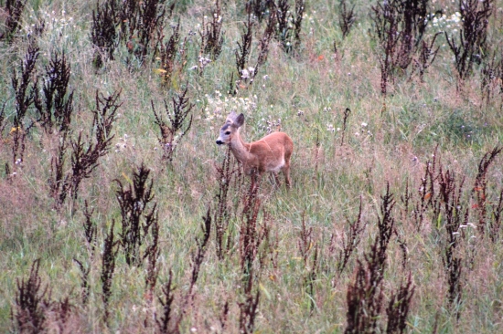 Večerné pridájanie.