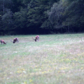 Podvečer- 03.08.19.