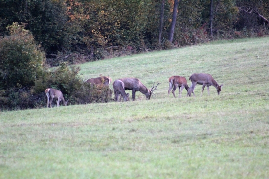 Keď králi odišli.