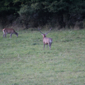 Pomaly to záčina.