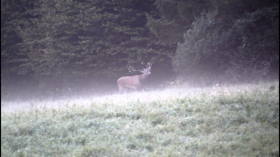 V ranej hmle.    2020/4