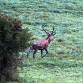 Hľadajúci.