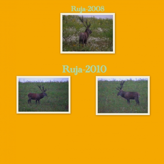 Ruja-2008 a ruja-2010