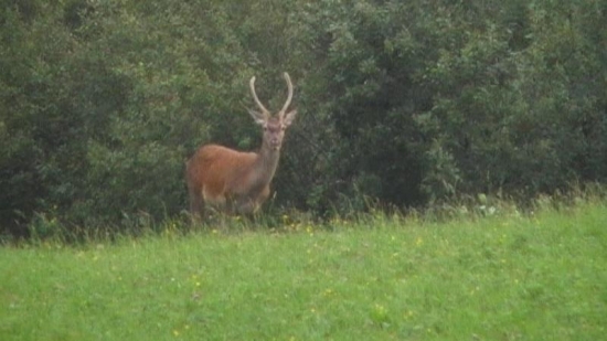 Jednotkári na večernej paši