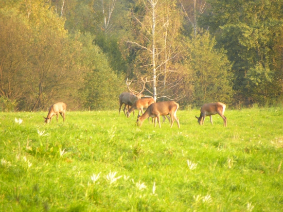Jeho hlas som nepočul