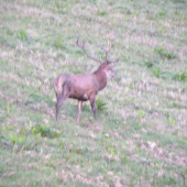 Ruja-21.09.2010