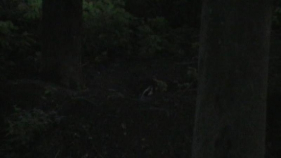 Ako ma jazvec odhalil