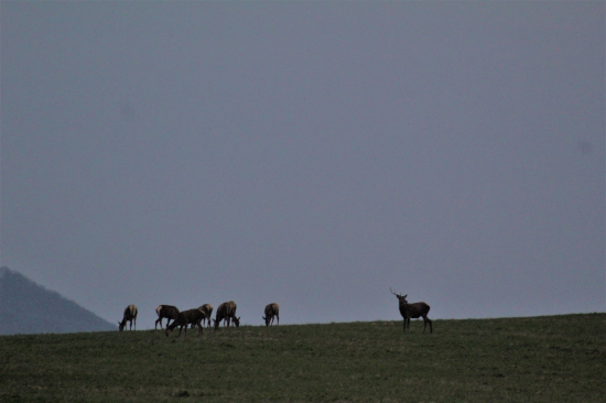 Zhodenie  parožia v priamom prenose.
