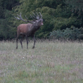 Ruja 22-5.