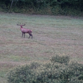 Ruja 22 - 9.