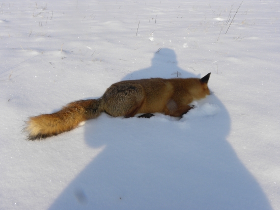 Video-ID fotky: 93011