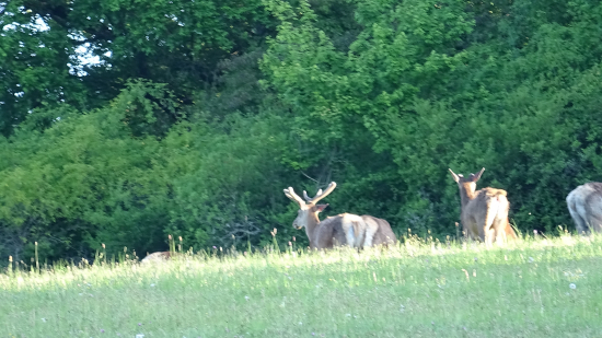 Odchod do bezpečia.
