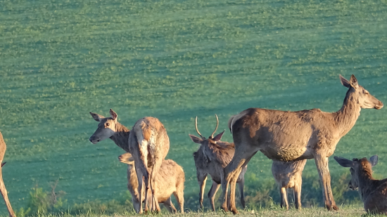 Prvo májový sprevod.