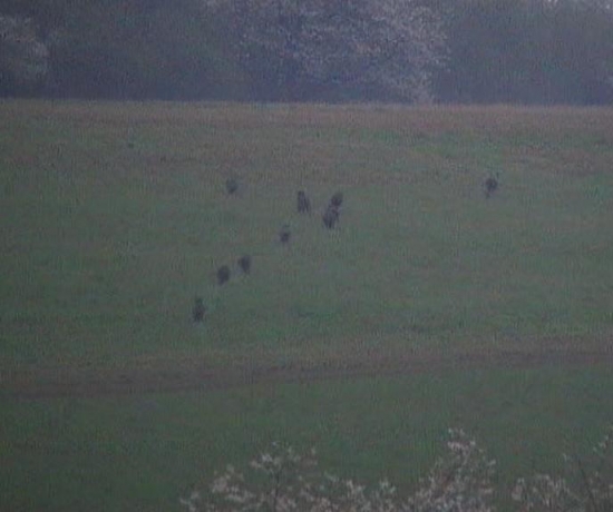 Diviačiky na úteku