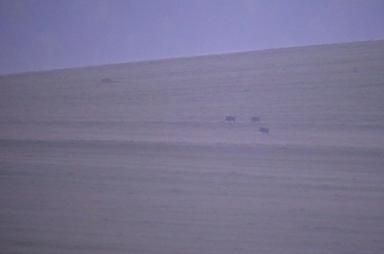 Diviačiky v rannej hmle