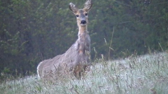 Prečo tak vystrájala?