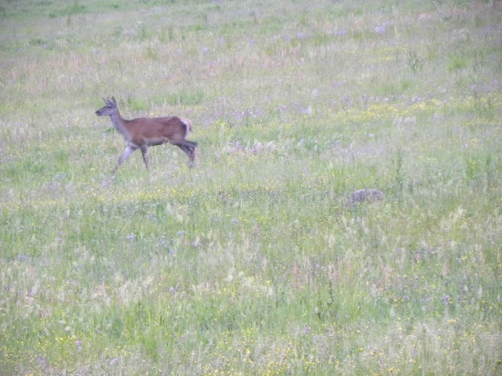 Odohnala líšku aj jazveca