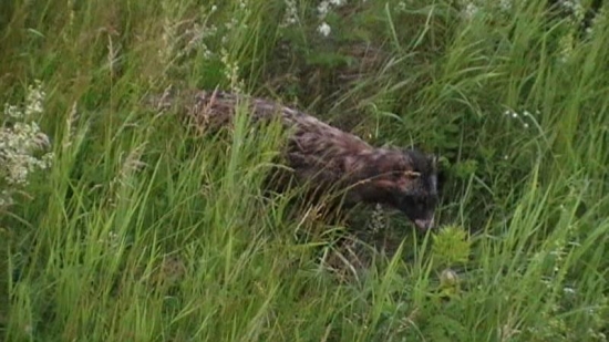 Psík medvedíkovitý.