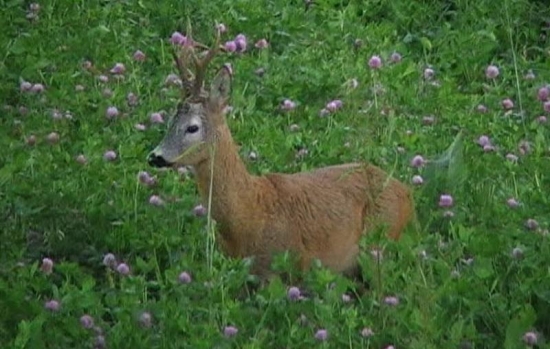 Privábenie dvoch srncov