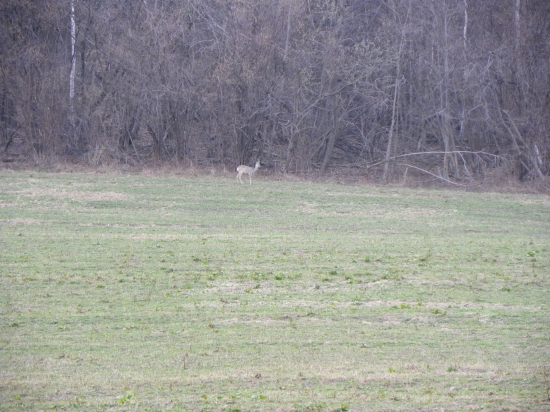 Príchod na večernú pašu