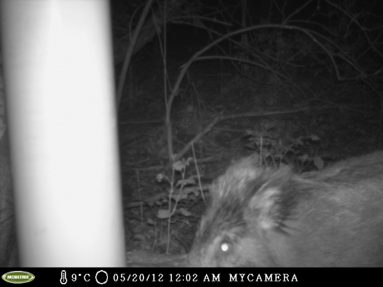 Myslím že kŕmidlo sa osvedčilo