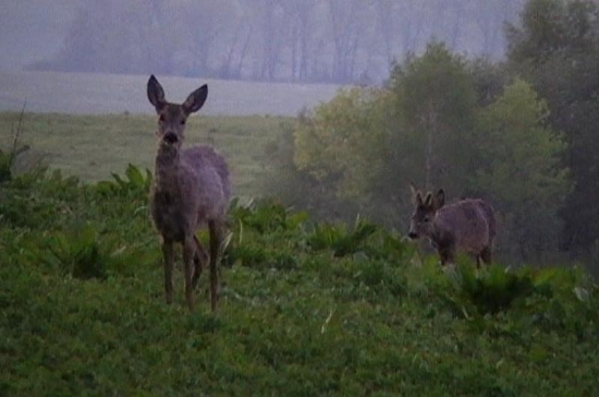 Srnčia z ranej paše