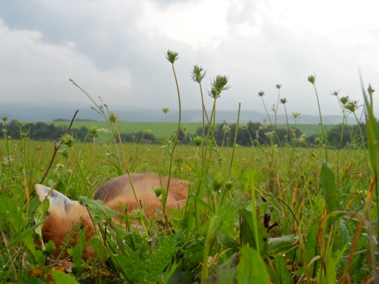 Strelec ma prekvapil