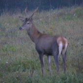 Zočí  voči