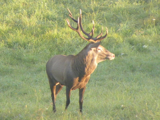 Keď som nevedel čo skôr .  Ruja-2012