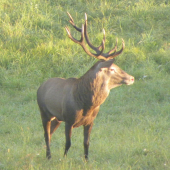 Keď som nevedel čo skôr .  Ruja-2012