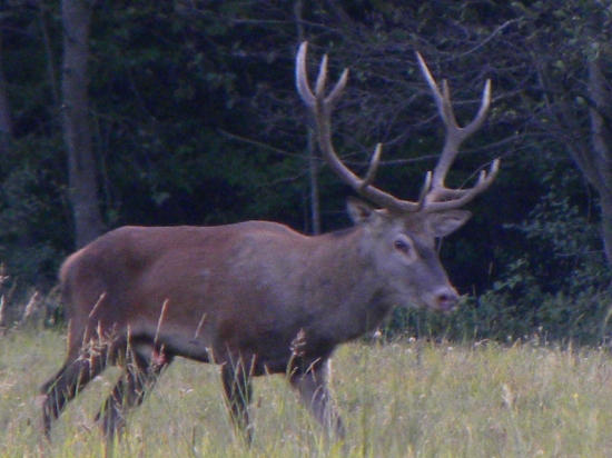 Na pase – ruja-2012