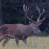 Na pase – ruja-2012
