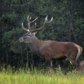 Pekný zážitok – ruja-2012