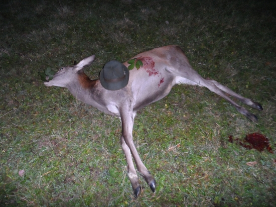 Ulovenie jelenčaťa