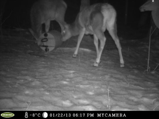 Nočný návštevníci