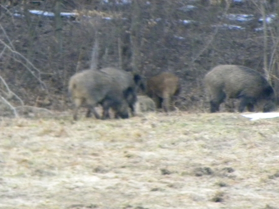 Nečakane stretnutie