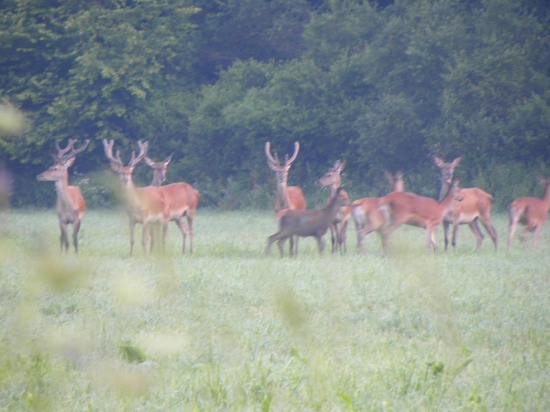 Mlade nádejné jelene