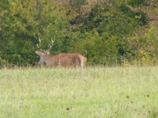 Mladý jeleň v ruji
