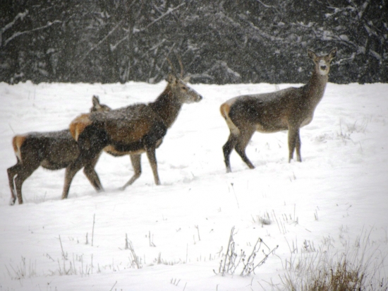 Dnešná prechádzka .28.01.2014.