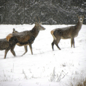 Dnešná prechádzka .28.01.2014.