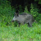 Ranná potreba.