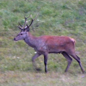 13.09.2015. Ráno.