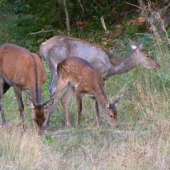 13.09.2015. Podvečer.