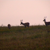 14.09.2015. Ráno.